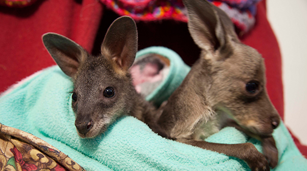 nature_miracle_orphans_roos_spot