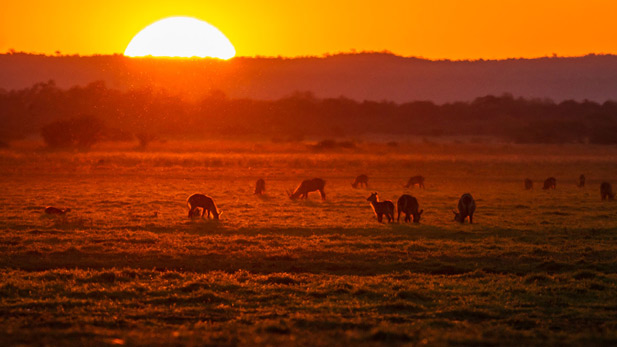 Gorongosa has now the biggest known population of Waterbuck in Africa. Over 34,000 of them.