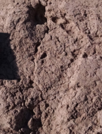 One of the footprints discovered at a road project site.