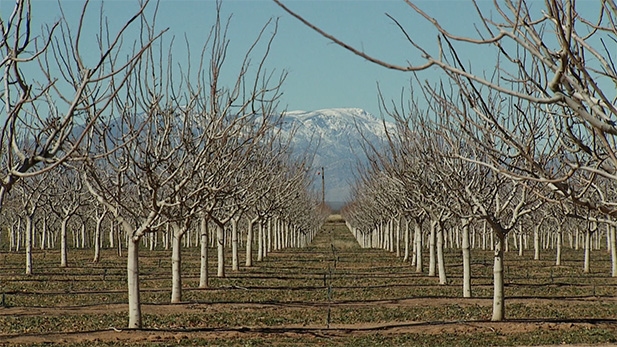 Young pistachio trees planted in 2010 by Mark Cook's company North Bowie Farming. The trees were planted in 2010 and are nearing maturity. Cook said if planting is not done wisely, water will become too expensive and farming will no longer be economically viable in the area.