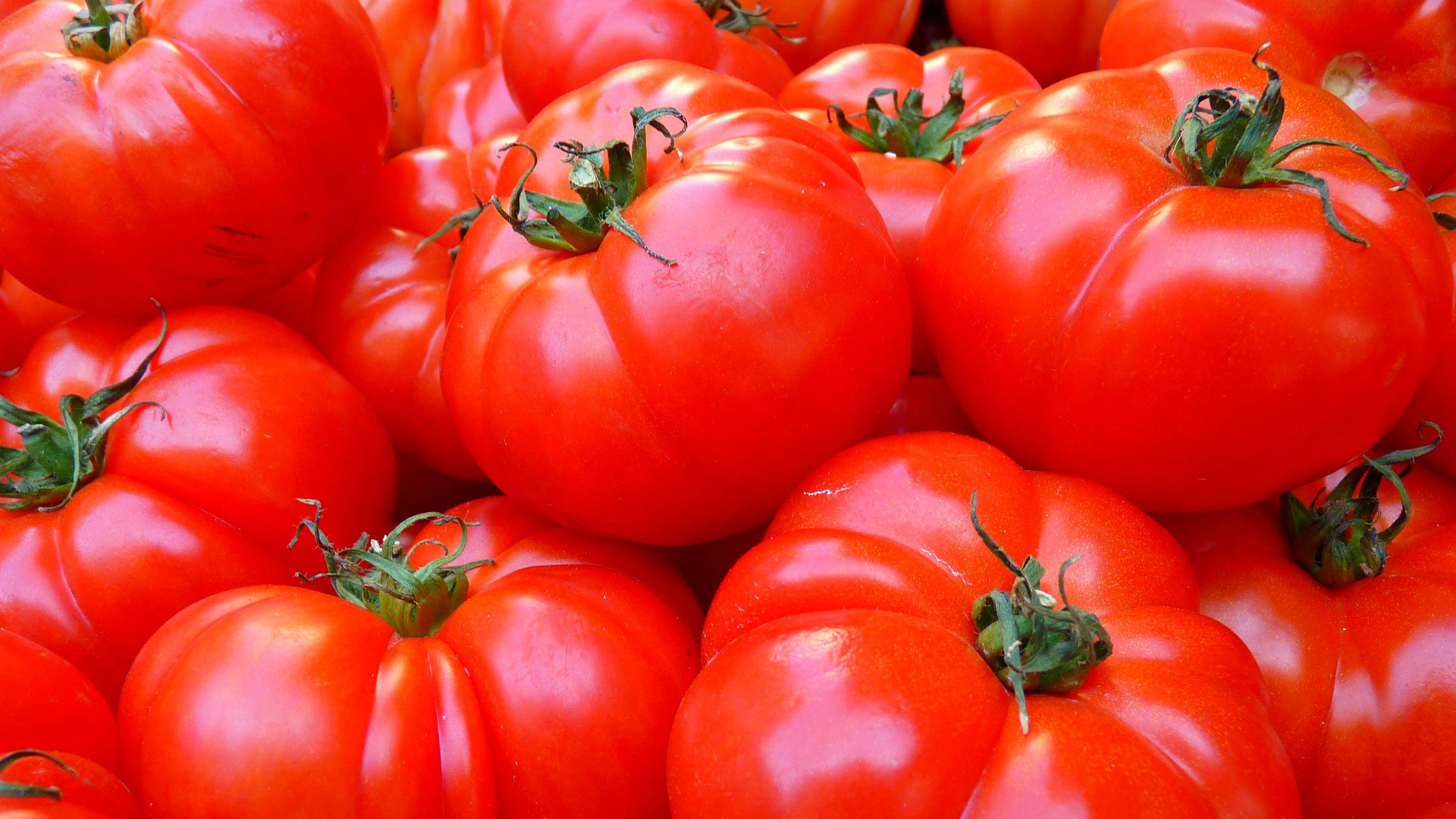 Fresh tomatoes.