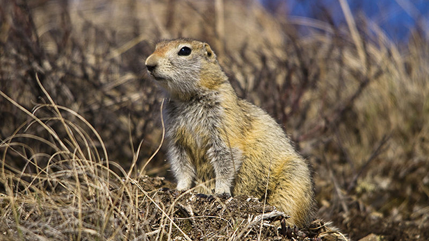 Arctic ground squirrel 2 spot