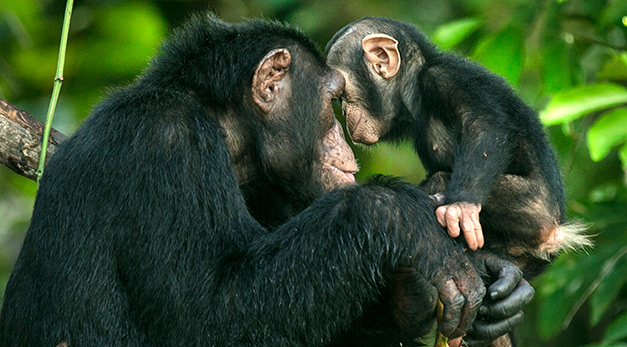 Two chimpanzees in Tchimpounga National Park.
