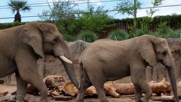 feeding our future 6 elephants spotlight