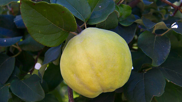 Membrillo quince tree spot