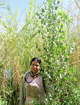 A naturally-germinated Cottonwood tree pictured with Martha Gomez-Sapiens, research associate at University of Arizona, 2016