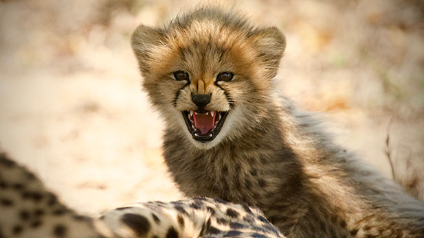 Baby Cheetah. Hoedspruit Endangered Species Centre, Namibia.