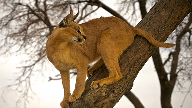 nature_story_cats_caracal_spot