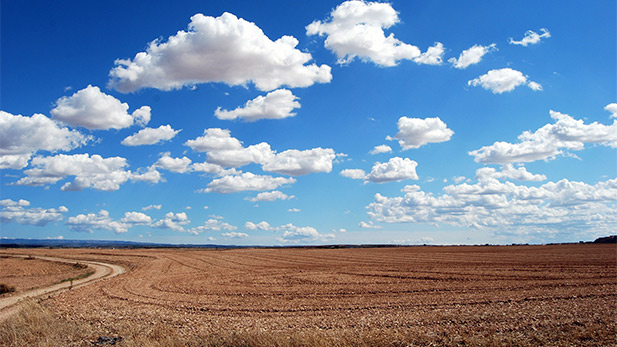 A field beneath a bright blue sky.