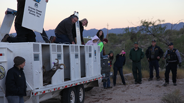 A bighorn sheep emerges from an open gate after being transported from the Plomosa Mountains near Yuma to the Santa Catalina Mountains, Nov. 22, 2016.