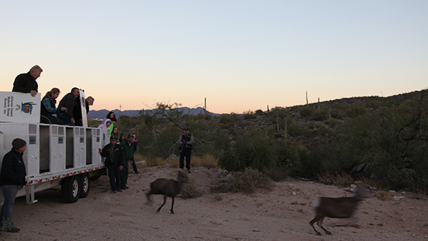 Bighorn Catalina Release 2