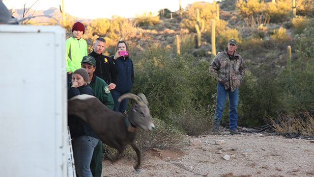 Bighorn Catalina Release 3