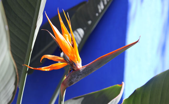 A bird of paradise is one of the many flowers at the Frida Kahlo exhibit. 