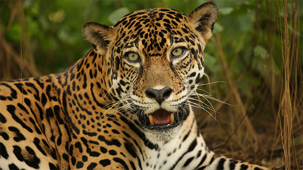 Male Jaguar. Costa Rica.