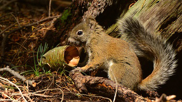 Mount Graham red squirrel