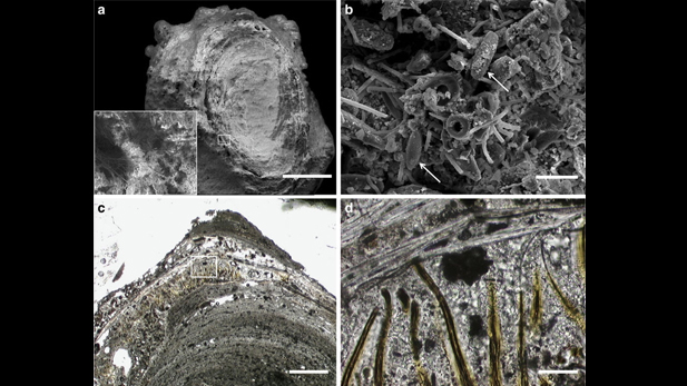 Scanning electron microscope images of two samples from El Tatio, Chile: (b) (scale bar = 20 micrometers) shows silica-encrusted microbial filaments and sheaths, and spindle-shaped diatoms (arrows); (d) (scale bar = 50 micrometers) shows silicified sheaths of Calothrix, a type of blue-green algae. 