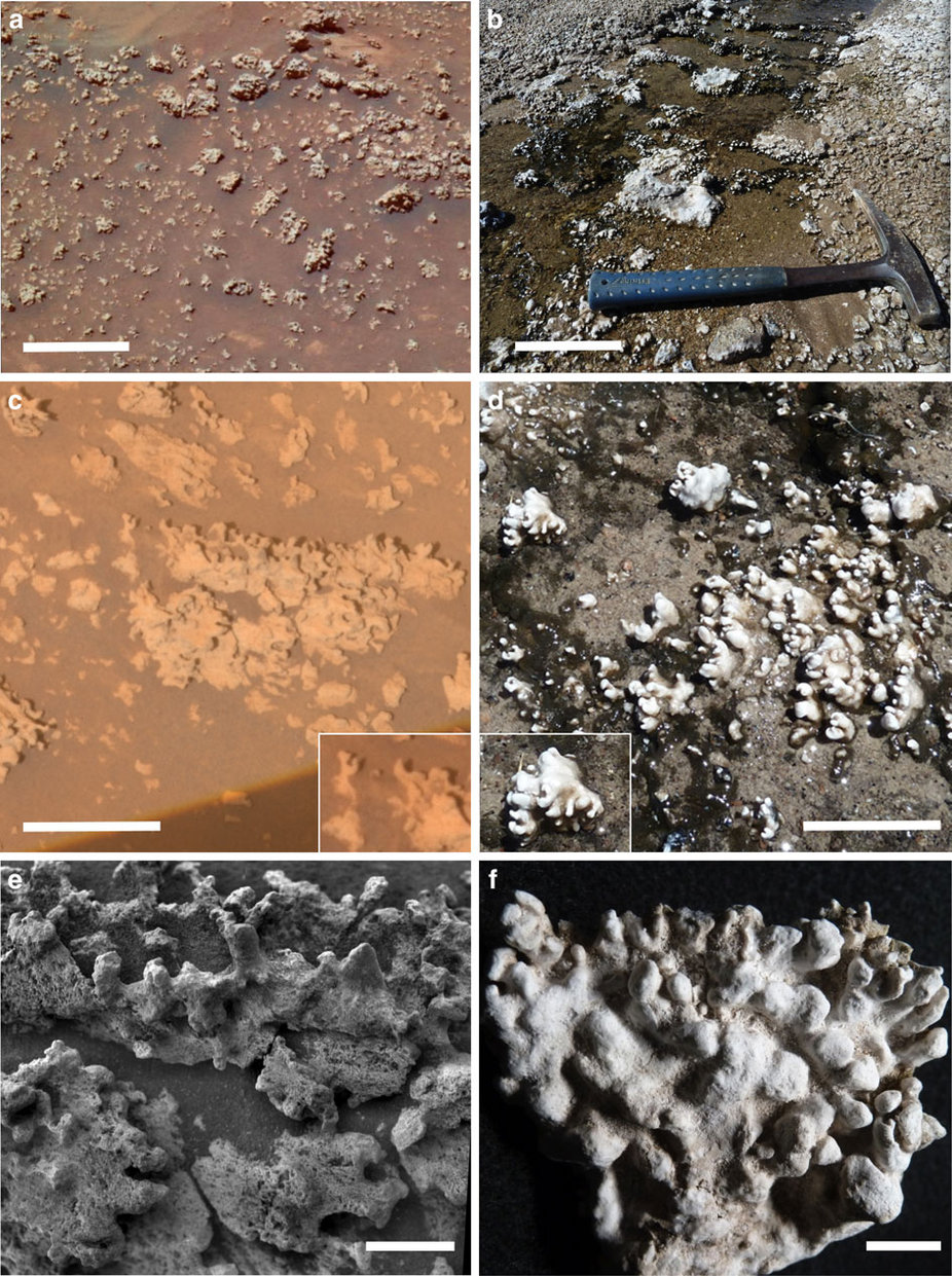 Silica life on Mars 2