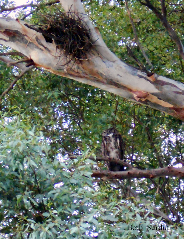 great horned owl asleep unsized