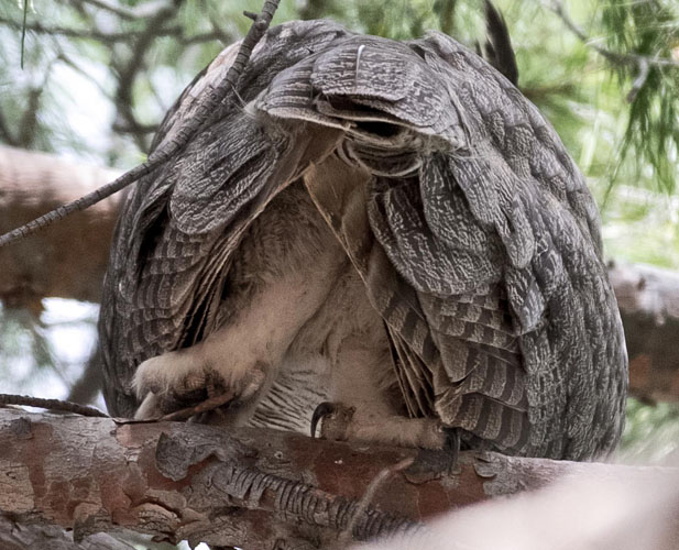 owl rear unsized 