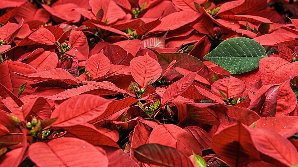 Poinsettias spotlight