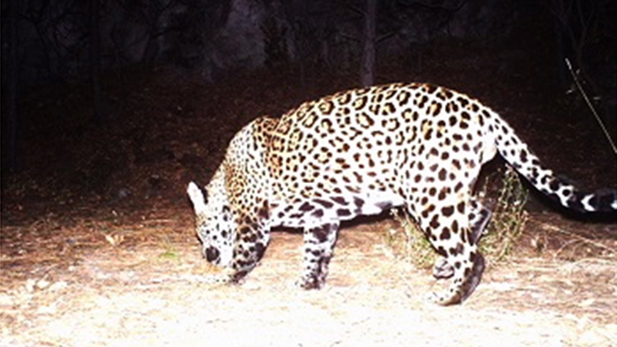 A photo of a Jaguar in the Huachuca Mountains taken on Dec. 1, 2016