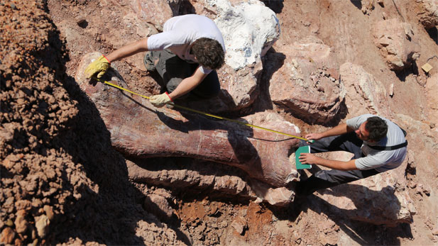 Dr. Jose Luis Carballido (right) and Dr. Diego Pol (left) measure the femur bone of a new giant titanosaur find at the dig site on La Fletcha Farm near Trelew, Chubut Province, Argentina, April 2015.