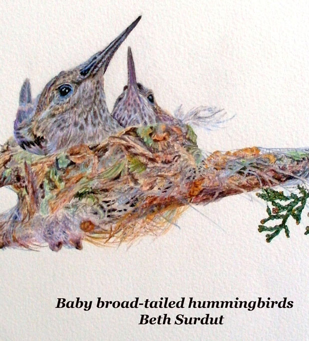 beth surdut hummingbirds unsized body image