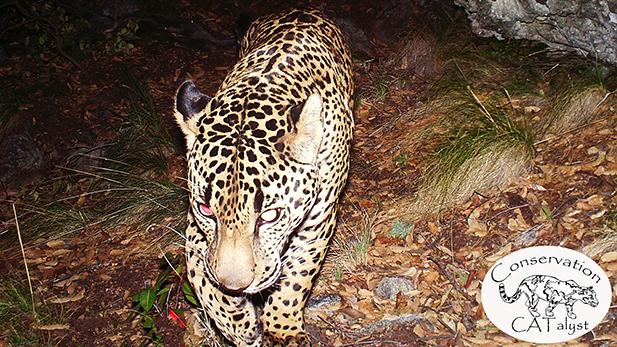 An image of El Jefe, the only known jaguar in the United States, on video in the Santa Rita Mountains.