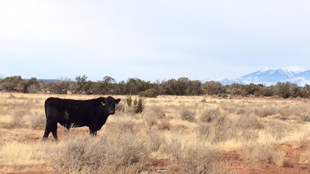 A bull grazes on a ranch east of Flagstaff.