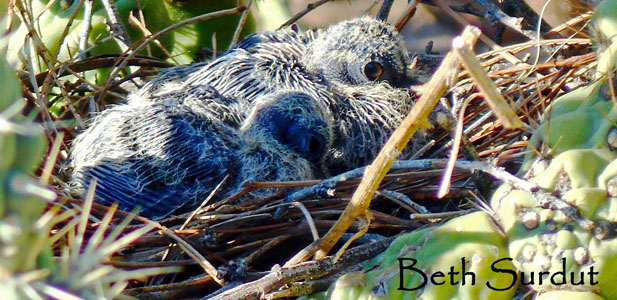 beth surdut baby dove nest photo unsized