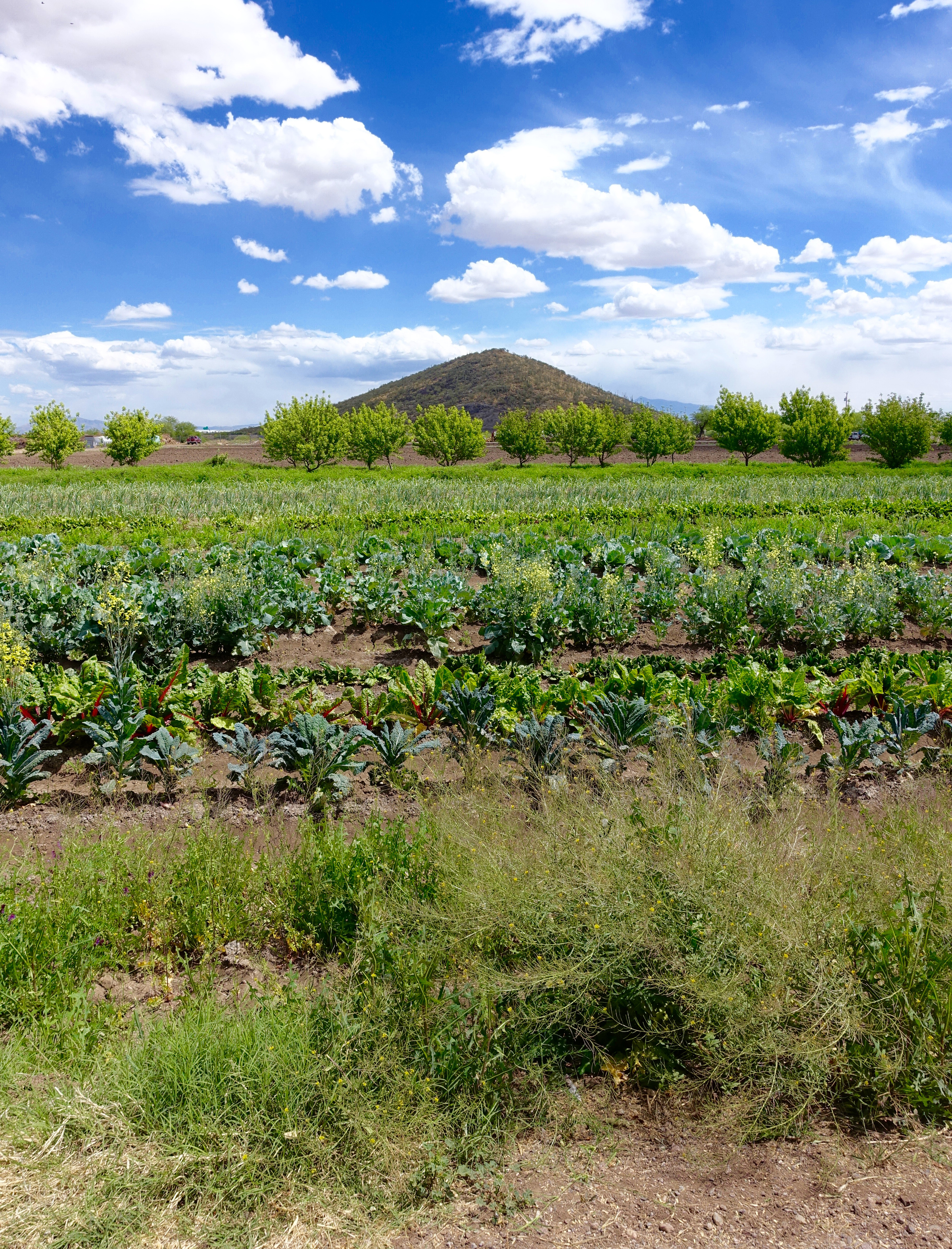 San Xavier Cooperative Farm