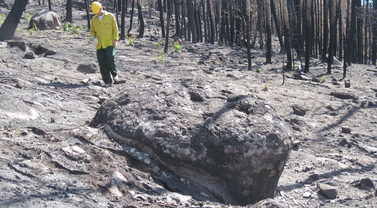 University of Arizona geosciences professor Jon Pelletier walks through the forest on Cerro del Medio, a mountain in New Mexico’s Valles Grande, after the 2011 Las Conchas fire. 