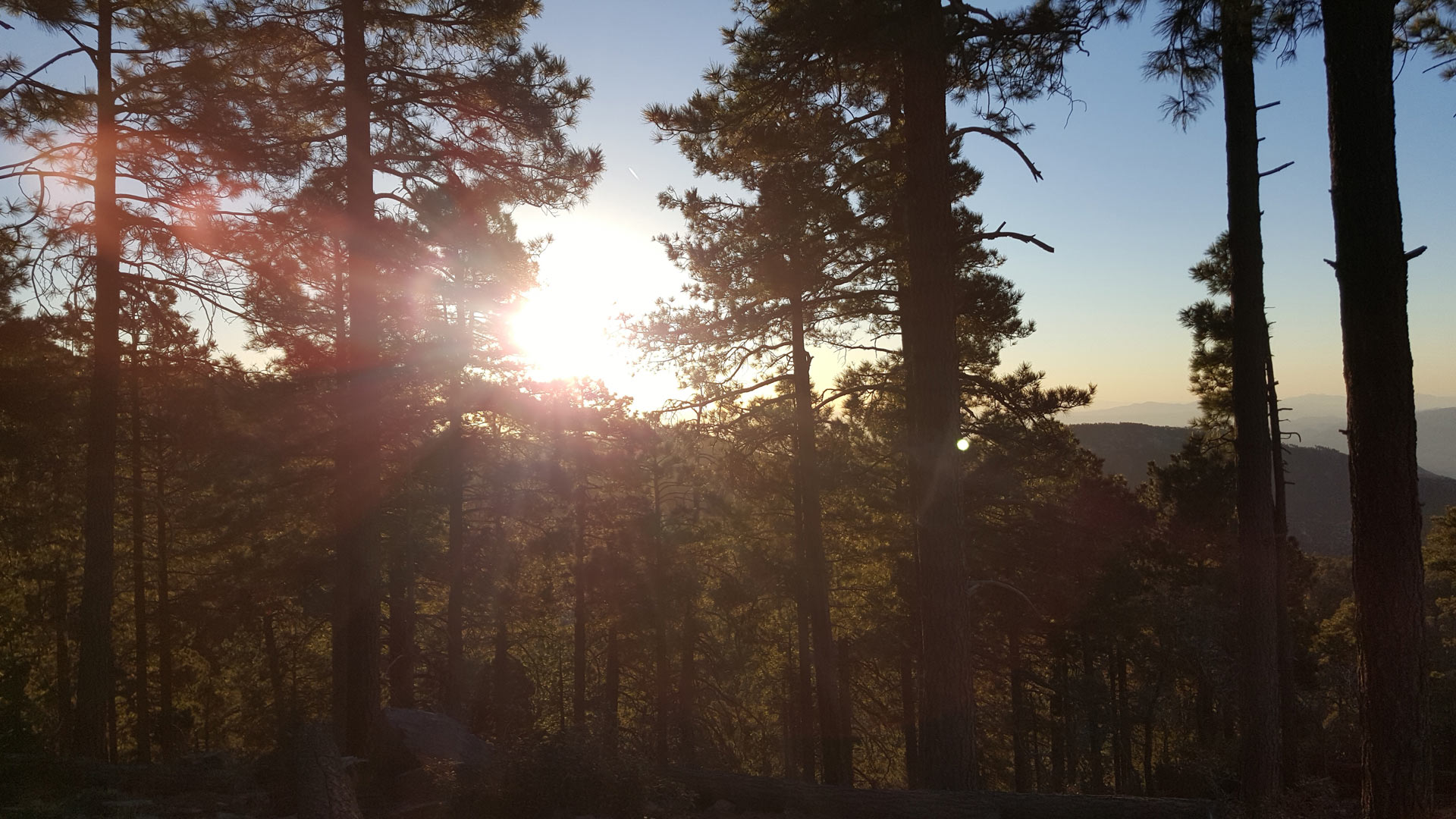 The sun rises through the trees in the Coronado National Forest.