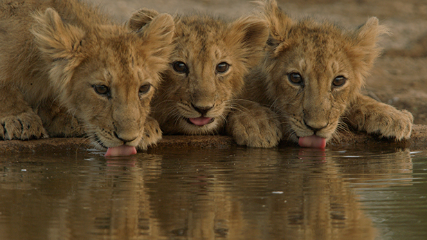 Three drinking cubs