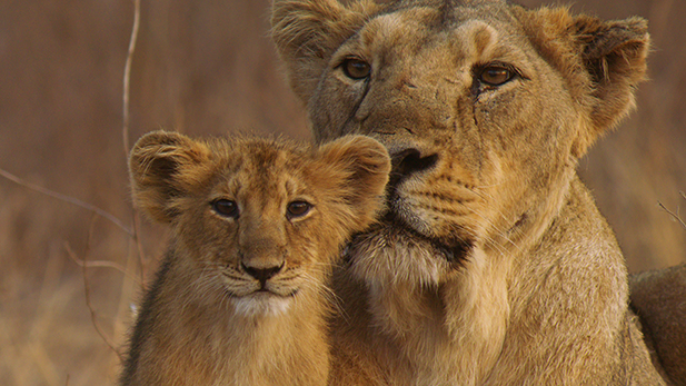 nature_india_lions_mom_cub_spot