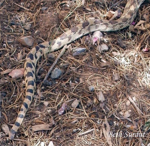 snake photo 2 unsized image