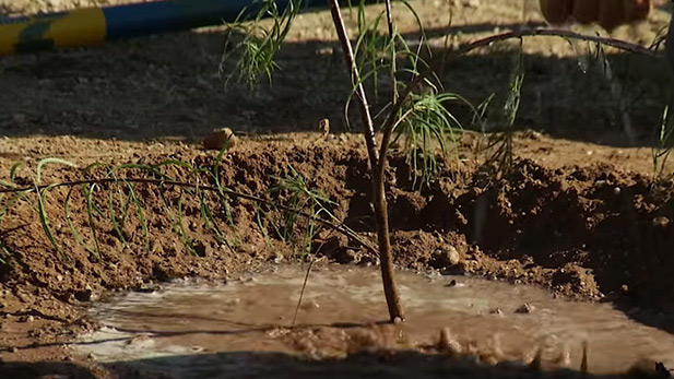 Watering a newly planted tree.