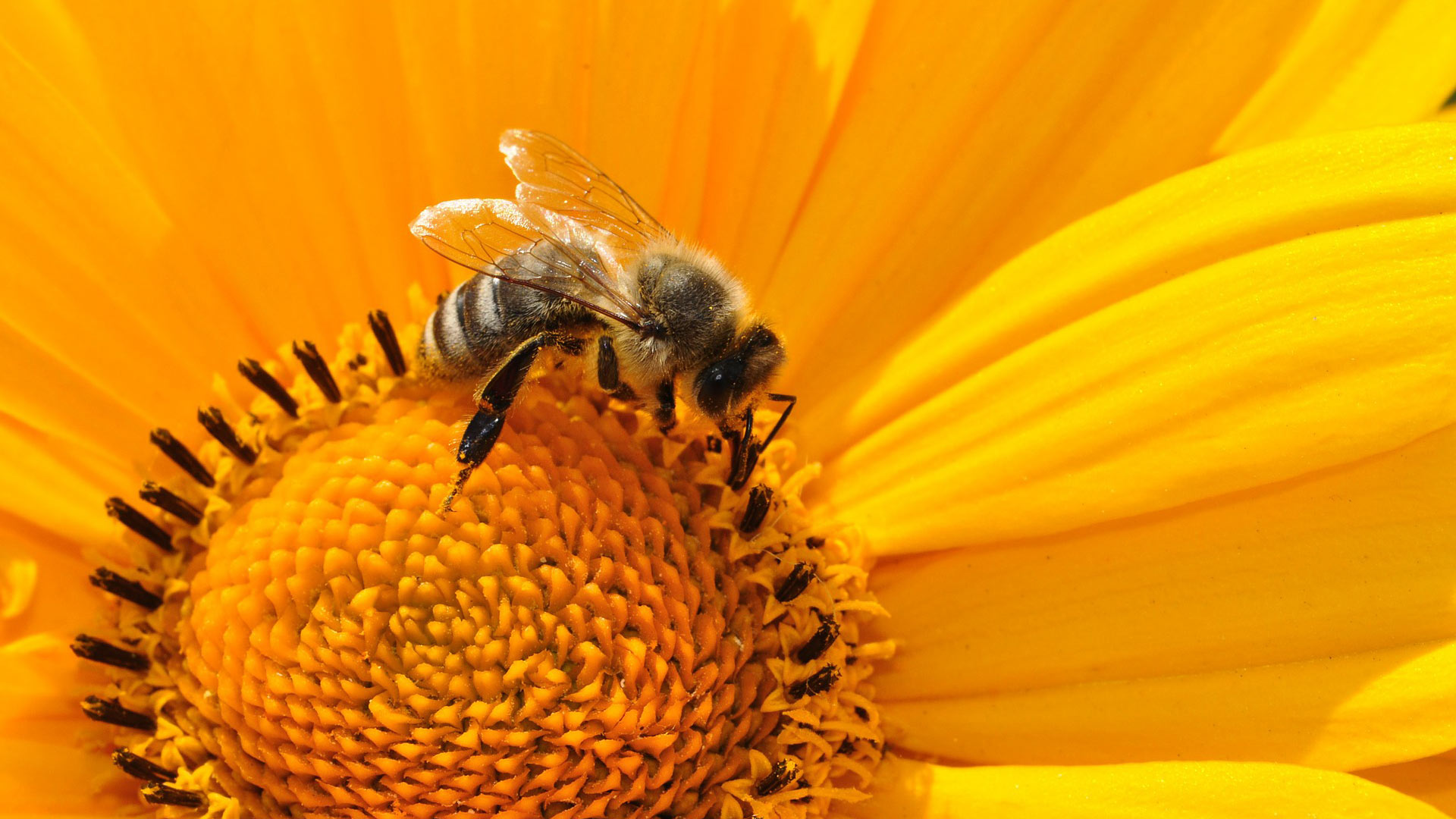 A bee gathers pollen from a sunflower.