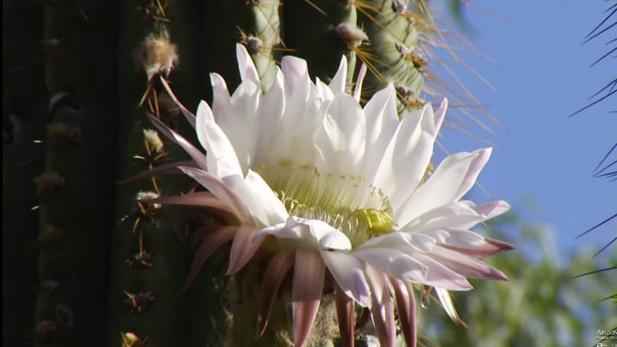 A flower blooms on a cactus in Boyce Thompson Arboretum State Park.
