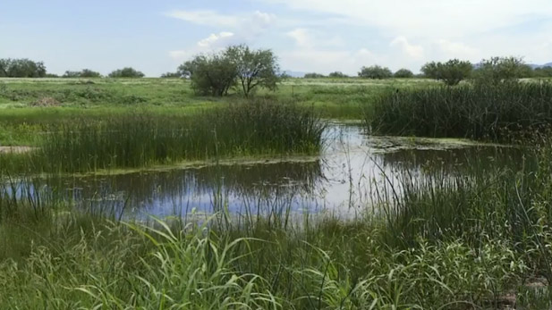 A pond in Buenos Aires National Wildlife Refuge.