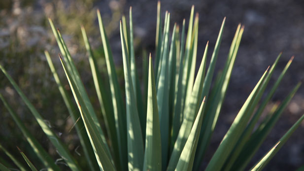 Chiricahua N M Agave