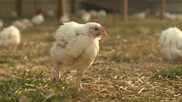 Farming Poultry