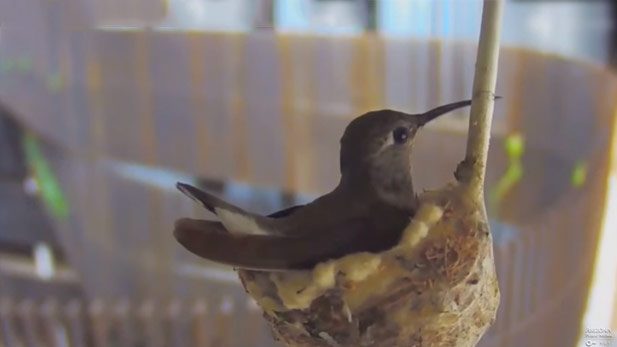 A webcam at the University of Arizona captures a hummingbird family.