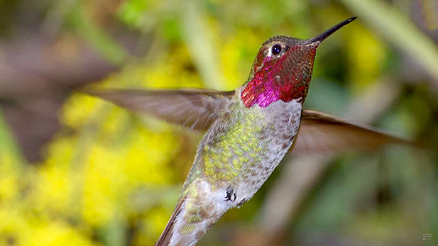 A hummingbird in mid-flight.