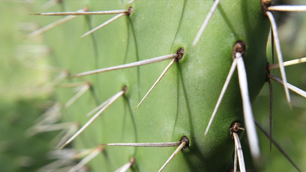 A close-up on a prickly pear cactus.