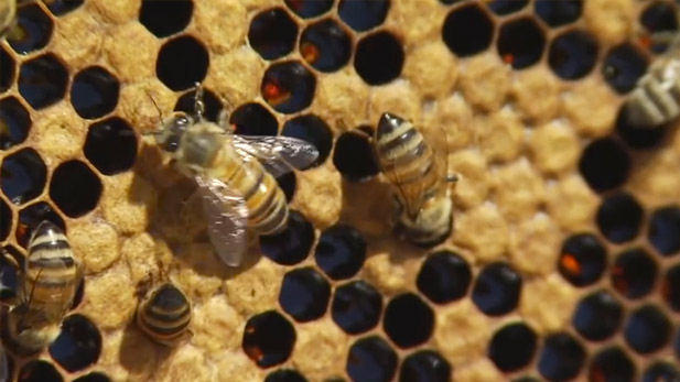 Bees work on their beehive.