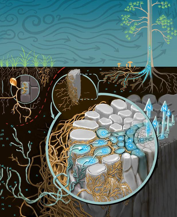 Ectomycorrhizal fungi (the mushrooms connected to the roots of the tree) increase the uptake of nitrogen by the plant, even when that nutrient is scarce in soils. Arbuscular mycorrhizal fungi (associated with the grass roots on the left) do not provide that advantage to their host. 