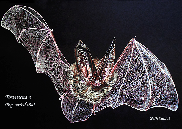 surdut bat spotlight