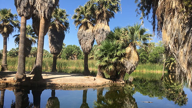 Agua Caliente Park Pond 1 spotlight