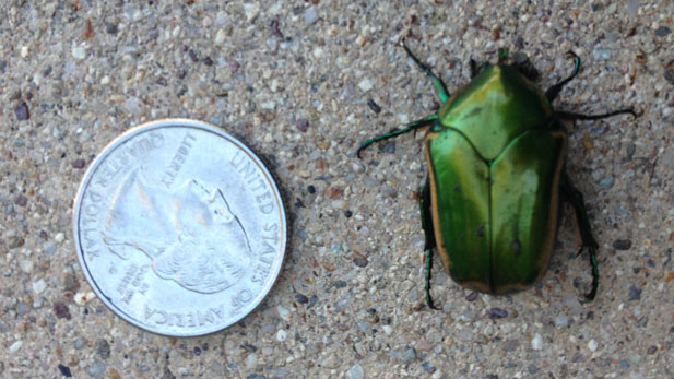 iridescent green beetle